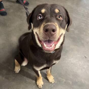 Husky and Rottweiler Dogs Available for Adoption - Remy | PetCurious