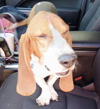 Basset Hound Dogs Available for Adoption in Amarillo, Texas - Rowdy | PetCurious