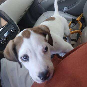 Archie -  Terrier Dog for Adoption in Durango, Colorado - Archie | PetCurious