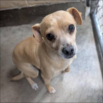 Chihuahua and Fox Terrier Dogs Available for Adoption - Layla | PetCurious