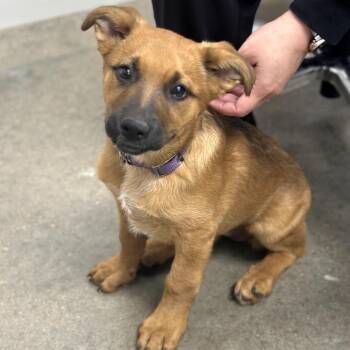Mixed Breed Dogs Available for Adoption - Princess | PetCurious