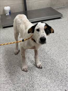 Fox Terrier and Mixed Breed Dogs Available for Adoption in Conroe, Texas - DIRT | PetCurious
