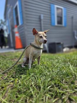 SPUNKY -  Mixed Breed Dog for Adoption in Palmetto, Florida - SPUNKY | PetCurious