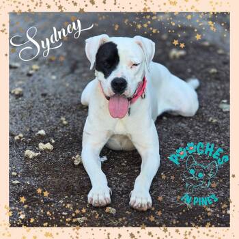 Rescue Dogo Argentino Dogs for Adoption in Hollywood, Florida - Sydney | PetCurious