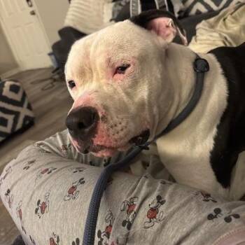 Chopo -  American Bulldog Dog for Adoption in Maitland, Florida - Chopo | PetCurious