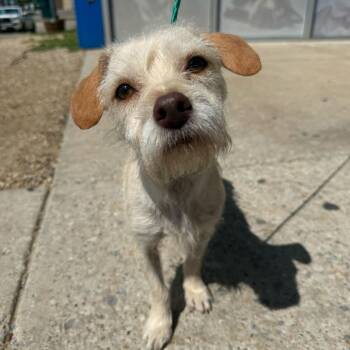 Terrier Dogs Available for Adoption in New York, New York - Fez | PetCurious