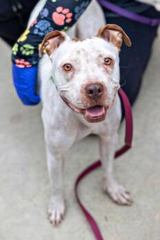 Esme -  Mixed Breed Dog for Adoption in Chamblee, Georgia - Esme | PetCurious