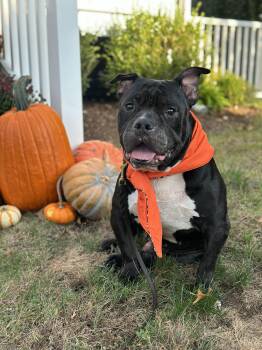Hank -  American Bully and Bulldog Dog for Adoption in Stamford, Connecticut - Hank | PetCurious