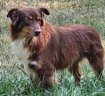 Mouse -  Australian Shepherd Dog for Adoption in Thompson Falls, Montana - Mouse | PetCurious