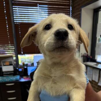 Labrador Retriever Dogs Available for Adoption in Birmingham, Alabama - Pippa | PetCurious