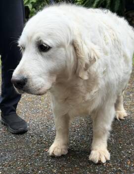 Penny -  Golden Retriever Dog for Adoption in Puyallup, Washington - Penny | PetCurious