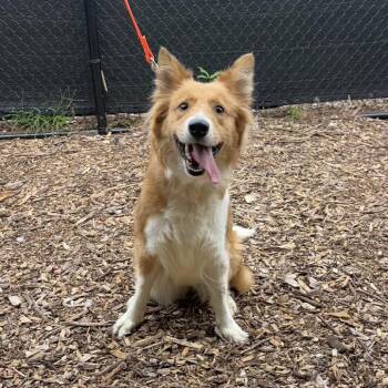 Cinnamon -  Rough Collie Dog for Adoption in Briarcliff Manor, New York - Cinnamon | PetCurious