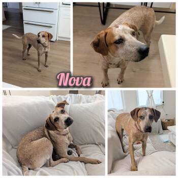 Nova -  Hound and Pointer Dog for Adoption in Bastrop, Texas - Nova | PetCurious