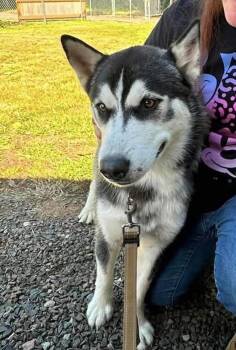 Milo -  Husky Dog for Adoption in Tillamook, Oregon - Milo | PetCurious