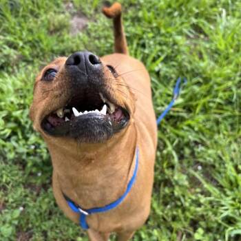 Suzy -  Mixed Breed Dog for Adoption - Suzy | PetCurious