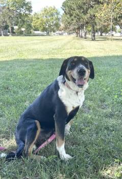 S`mores -  Mixed Breed Dog for Adoption in Kansas City, Missouri - S`mores | PetCurious