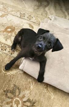 Rescue Spaniel Dogs for Adoption in Richmond, Texas - Scribbles | PetCurious