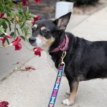 Jelly Bean 12-2839 -  Rat Terrier and Chihuahua Dog for Adoption in Covington, Georgia - Jelly Bean 12-2839 | PetCurious