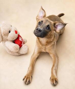 Patchouli -  Mixed Breed Dog for Adoption in Phenix City, Alabama - Patchouli | PetCurious