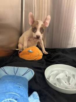 Banana Split -  Pit Bull Terrier and Mixed Breed Dog for Adoption in Westland, Michigan - Banana Split | PetCurious
