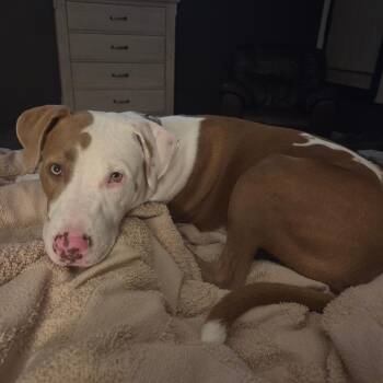 Franklin -  Pit Bull Terrier Dog for Adoption in Normal, Illinois - Franklin | PetCurious