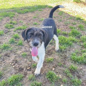 Mixed Breed Dogs Available for Adoption - Goose | PetCurious