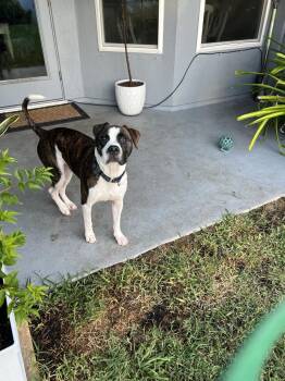Rescue Boxer Dogs for Adoption in Hobe Sound, Florida - Ken | PetCurious