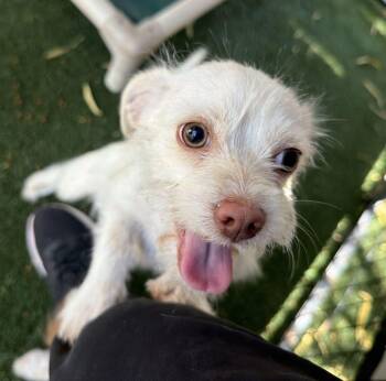 Sydney -  Terrier Dog Available for Adoption in Canutillo, Texas - Sydney | PetCurious