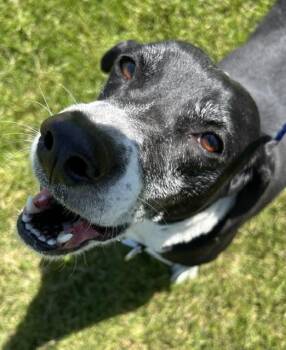 Treeing Walker Coonhound Dogs Available for Adoption in Bryan, Ohio - Lily | PetCurious