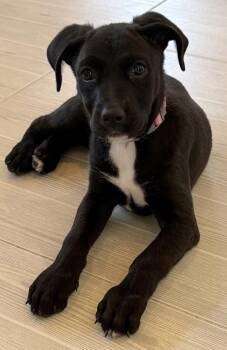 Tiippy -  Labrador Retriever and Mixed Breed Dog for Adoption in Rollingwood, Texas - Tiippy | PetCurious