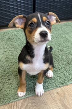 Hero -  Chihuahua Dog for Adoption in Plant City, Florida - Hero | PetCurious
