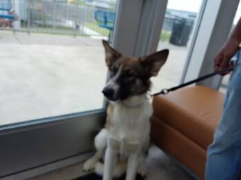 Rescue Shepherd and Mixed Breed Dogs for Adoption in Fort Worth, Texas - 59669217 | PetCurious