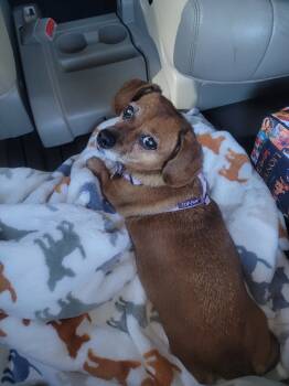 Rescue Dachshund Dogs for Adoption in Staunton, Virginia - Rosie | PetCurious