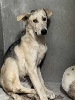 LENNON -  German Shepherd Dog and Mixed Breed Dog for Adoption in San Bernardino, California - LENNON | PetCurious