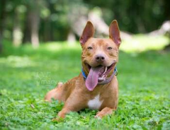 Charles -  Pit Bull Terrier Dog for Adoption in Reisterstown, Maryland - Charles | PetCurious