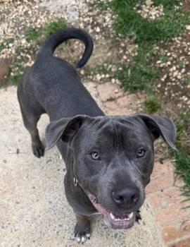 Terrier Dogs Available for Adoption in Holbrook, New York - CHESTER | PetCurious