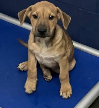 Mixed Breed Dogs Available for Adoption - Banks 2 Months Male Ava 4/15 | PetCurious