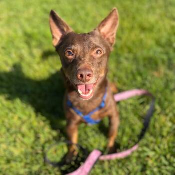 Dachshund and Mixed Breed Dogs Available for Adoption in Portage, Michigan - Max | PetCurious