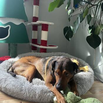 Penny -  Doberman Pinscher Dog for Adoption in Philadelphia, Pennsylvania - Penny | PetCurious