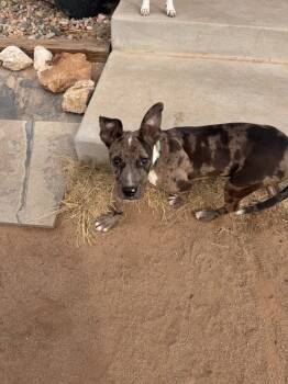 Rescue Pit Bull Terrier Dogs for Adoption in Colorado Springs, Colorado - Mercy | PetCurious