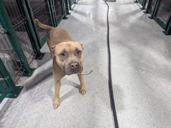 Bulldog Dogs Available for Adoption - Hamburger13289B | PetCurious