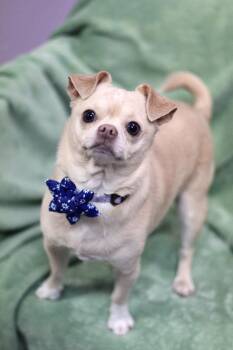 Chicken Wing in NH. Come Meet our Adoptable Dogs Wednesday-Satur -  Chihuahua Dog for Adoption in Manchester, New Hampshire - Chicken Wing In NH. Come Meet Our Adoptable Dogs Wednesday-Satur | PetCurious