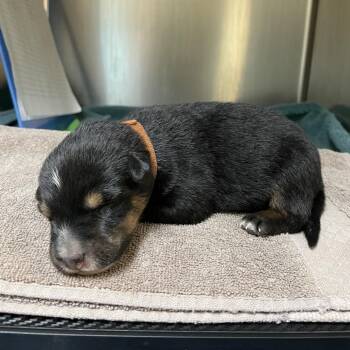 Brown Collar -  Cattle Dog and German Shepherd Dog Dog for Adoption in Pasadena, California - Brown Collar | PetCurious