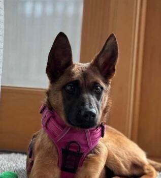 Belgian Shepherd Malinois Dogs Available for Adoption in Howell Township, New Jersey - Demi | PetCurious