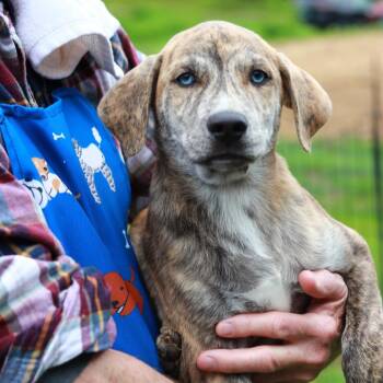 Mountain Cur and Mixed Breed Dogs Available for Adoption in Eastford, Connecticut - CT Tiger Dude | PetCurious