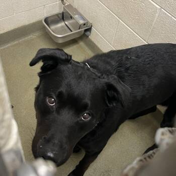 Black Labrador Retriever Dogs Available for Adoption in Harrisonburg, Virginia - Kage | PetCurious