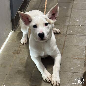Carolina Dog Dogs Available for Adoption in Washington, District Of Columbia - Betty Ross | PetCurious
