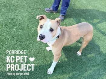Pit Bull Terrier and Mixed Breed Dogs Available for Adoption in Kansas City, Missouri - Porridge | PetCurious