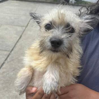 Shane -  Mixed Breed Dog for Adoption in Columbus, Georgia - Shane | PetCurious