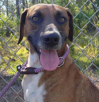 Labrador Retriever and Mixed Breed Dogs Available for Adoption in Brunswick, Georgia - CASTLE | PetCurious